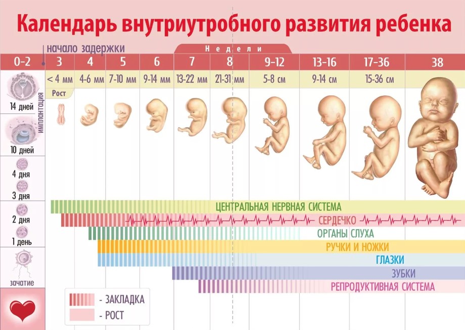 онлайн календарь беременности с точностью до дня